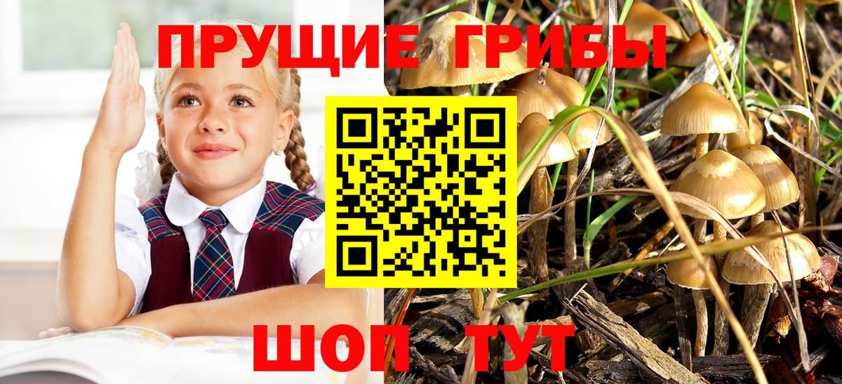 Псилоцибиновые грибы Psilocybine cubensis Ликино-Дулёво